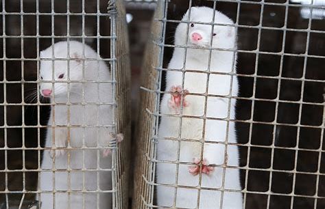 Image result for minks